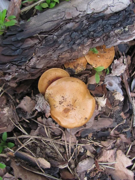 group of light brown mushrooms growing in forest