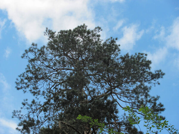 Высокие вершины сосен в голубом небе
