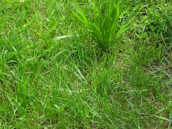 Green grass background — Stock Photo, Image