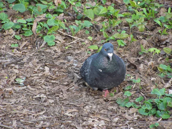 鳩は地面を歩き — ストック写真