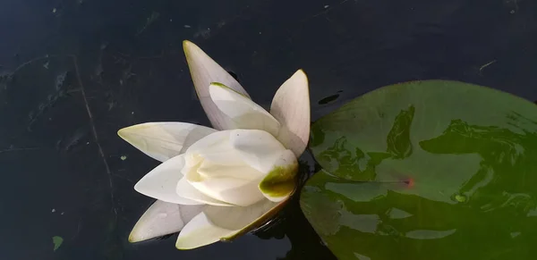 White water lily in dark water — стоковое фото
