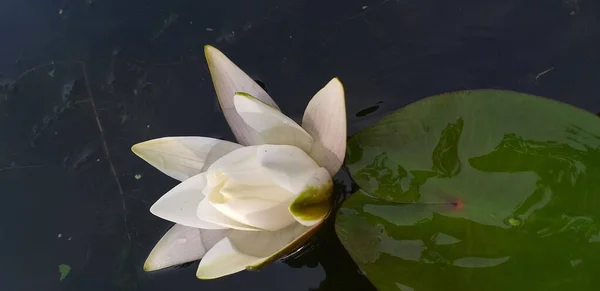 Lirio de agua blanca en agua oscura — Foto de Stock