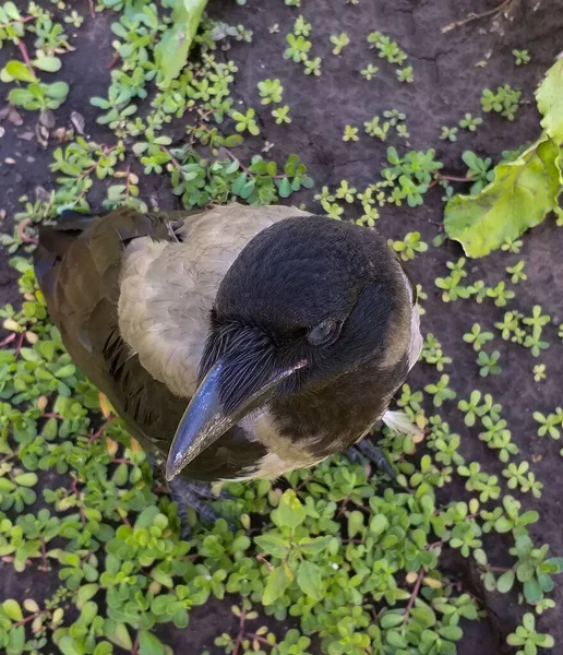 Jovem corvo sentado na grama — Fotografia de Stock