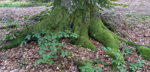 Foto de velho toco musgoso na floresta — Fotografia de Stock
