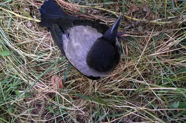 Jeune corbeau assis sur l'herbe — Photo