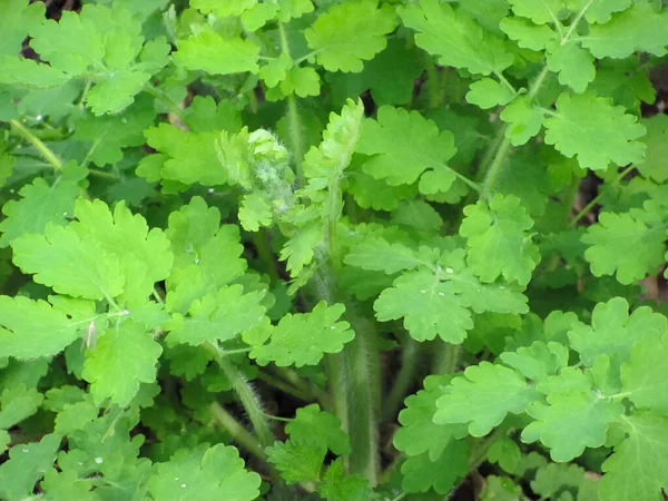 Élénk zöld celandine levelek háttér — Stock Fotó