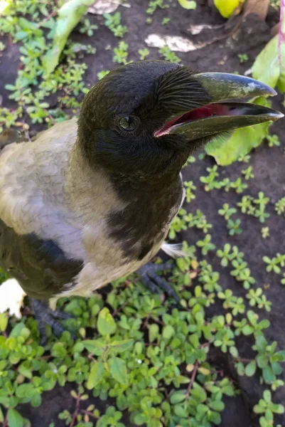 Jovem corvo sentado na grama — Fotografia de Stock