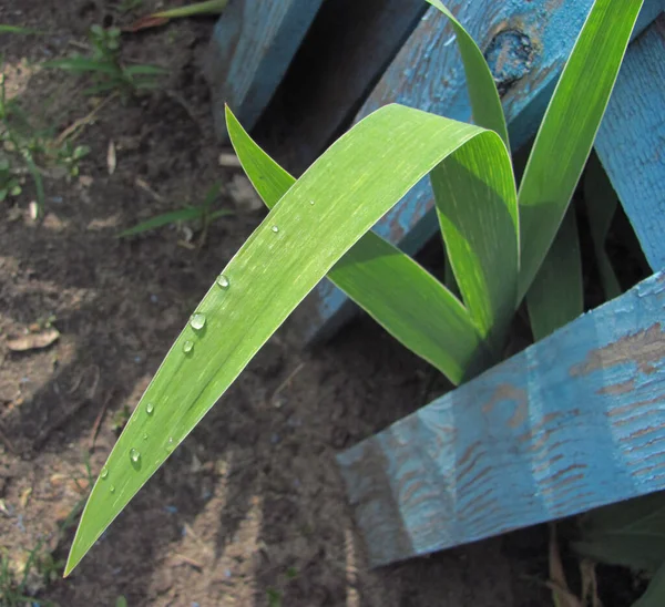 Gouttes de pluie sur feuille verte — Photo