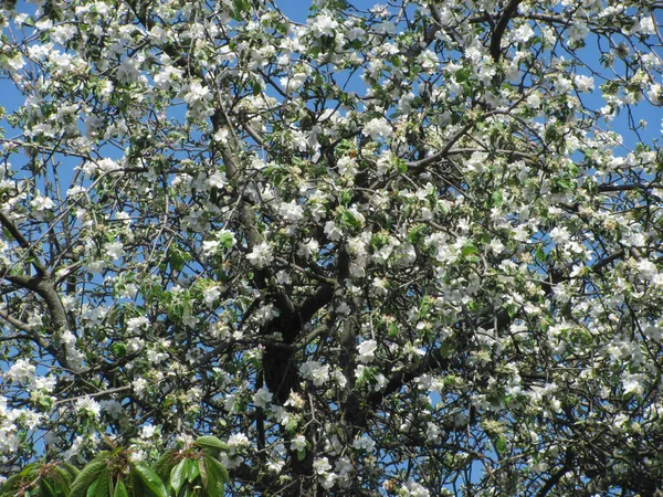 Blühender Apfelbaum Vor Blauem Himmel Schöne Frühlingslandschaft — Stockfoto