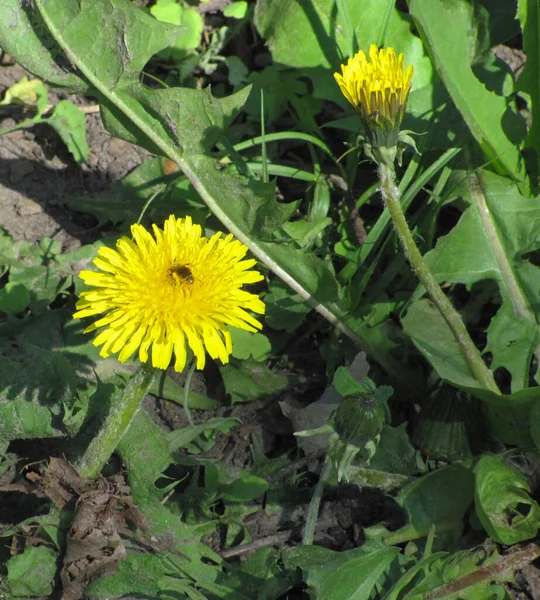 Pissenlit Jaune Avec Une Abeille — Photo