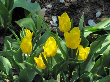 Yeşil çimlerde sarı laleler