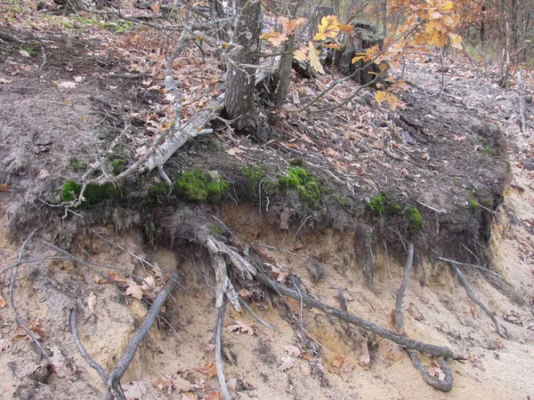 Areia Raízes Árvores Nuas Floresta — Fotografia de Stock