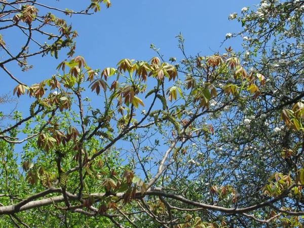 Bloeiende Walnoot Boom Blauwe Lucht Achtergrond Prachtige Lente Natuurlijke Landschap — Stockfoto