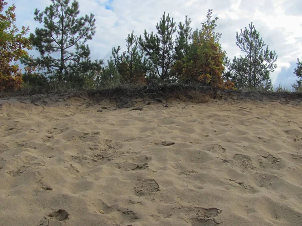 Песок Голые Корни Деревьев Лесу — стоковое фото