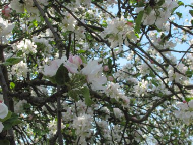 Beyaz yumuşak elma ağacı çiçekleri. Bahar arka planı. Seçici odak, sığ nokta.
