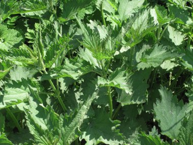 Isırgan otu yemyeşil gün ışığında