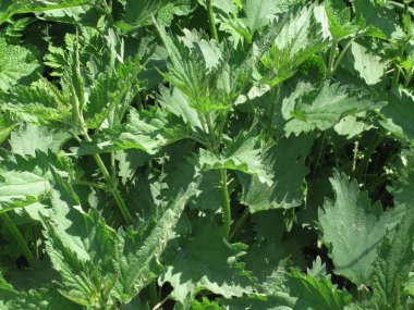 Isırgan otu yemyeşil gün ışığında