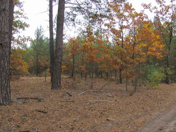 Autumn Pine Oak Forest — Stock Photo, Image