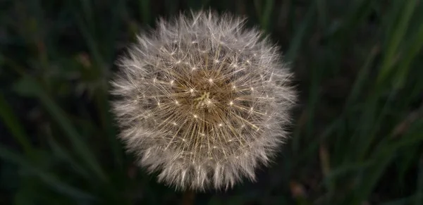 White Fluffy Dandelion Green Grass Shallow Dof — Stock Photo, Image