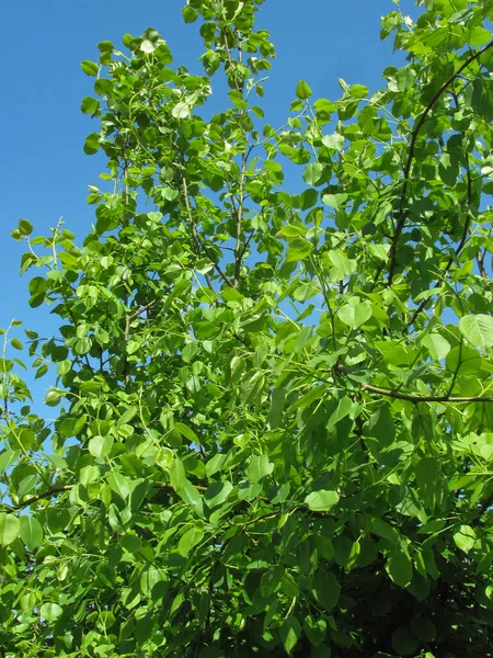 lush green spring foliage - pear tree