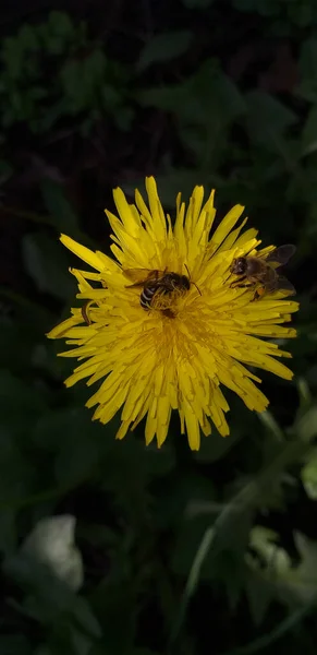 Gelber Löwenzahn Mit Einer Biene Dunkelgrünem Gras Flacher — Stockfoto