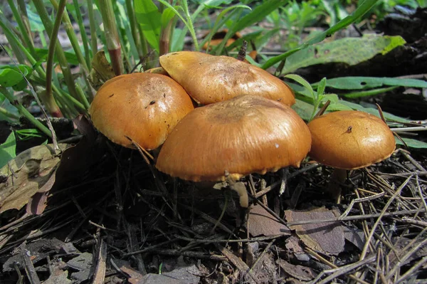 森林中的金针菇 有选择的重点 — 图库照片