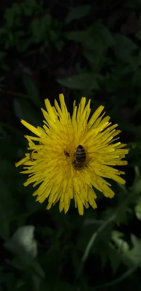 Păpădie Galbenă Albină Iarbă Verde Închis Puțin Adâncă — Fotografie, imagine de stoc