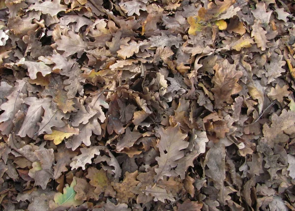 Hojas Secas Caídas Otoño Cubren Completamente Suelo —  Fotos de Stock