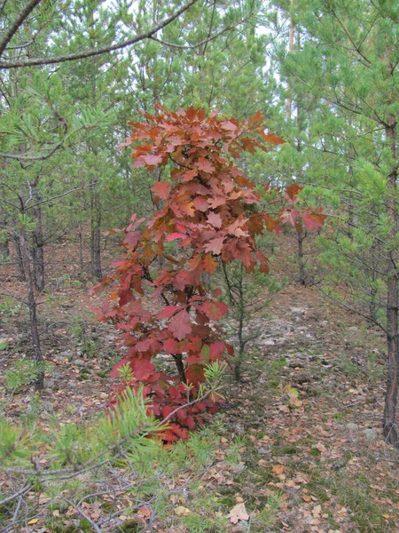 Bosque Pino Roble Otoño —  Fotos de Stock