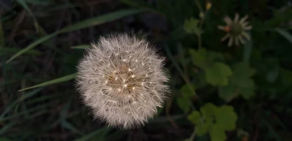 White Fluffy Dandelion Green Grass Shallow Dof — Stock Photo, Image