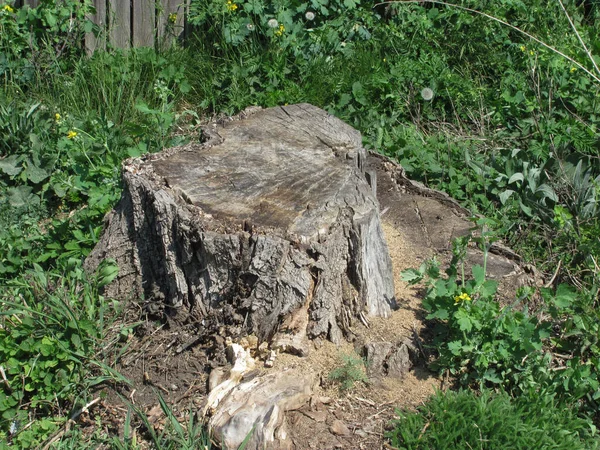 Torr Stubbe Grönt Gräs — Stockfoto