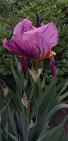 Fiore Iris Rosa Fiorito Dof Poco Profondo — Foto Stock