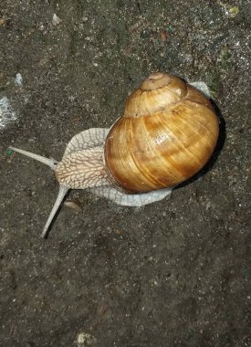 Salyangoz ıslak asfaltta sürünür.