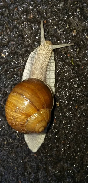 蜗牛爬行在潮湿的沥青上 — 图库照片
