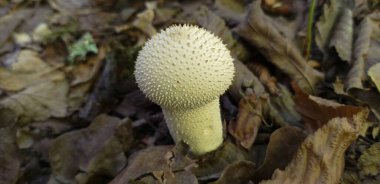 mushroom Lycoperdon, puffball, in the forest, shallow dof clipart