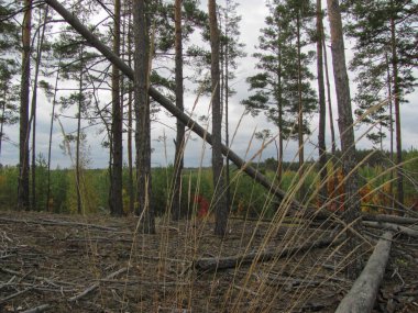 Bir sonbahar çam ormanında düşerken