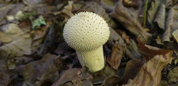 キノコLycoperdon 森の中 浅いDof — ストック写真