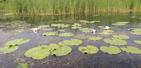 Озеро Белыми Водными Лилиями Зелеными Листьями Водорослями Воде — стоковое фото