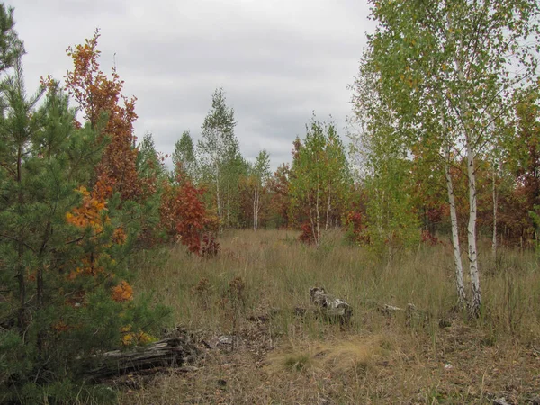 Autumn Forest Oaks Pines Birch Trees — Stock Photo, Image