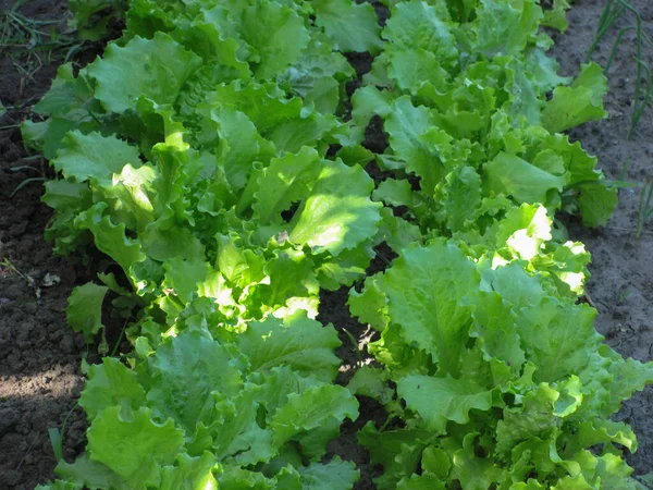 Salade Verte Sur Patch — Photo