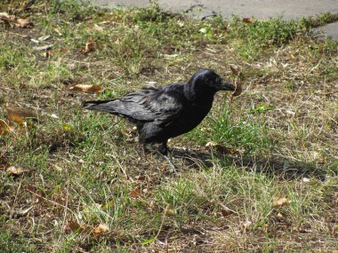 Yeşil ve kahverengi çimlerde siyah karga, sığ dof