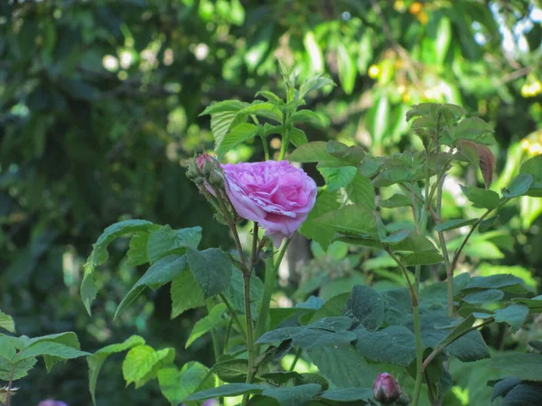 Rosa Rosa Folhas Verdes Foco Seletivo Dof Raso — Fotografia de Stock