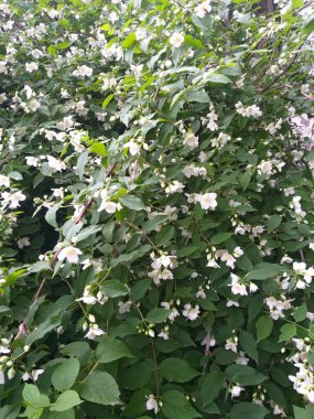 Yeşil sahte yasemin çalısı çiçek açmış, bir sürü küçük beyaz çiçekle kaplanmış..