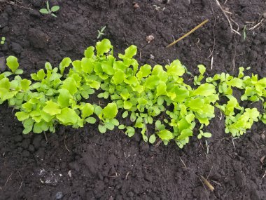 Bahçe yatağında yetişen bir sıra yeşil marul. Toprağı koyu, manzaralı..