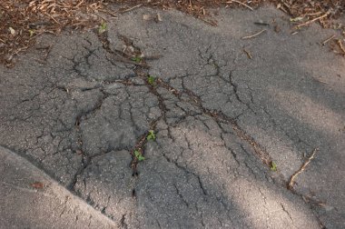Küçük yeşil bitkiler asfalttaki çatlaklardan filizlenir, direnç ve yaşam gösterirler..