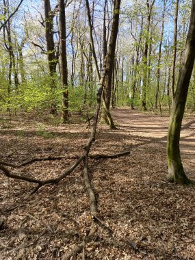 Taze yeşil yapraklı ağaçlarla çevrili dar bir yolu olan bir bahar ormanı..