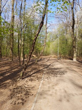 Patikası olan bir bahar parkı, banklar, fenerler ve taze yeşil yapraklı ağaçlar. Ağaçkakan ağaçlardan birine tünemiş..