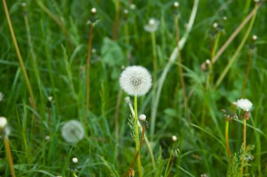 Güneş ışığıyla yıkanmış yeşil çimenler, karahindiba yaprakları ve saplarıyla