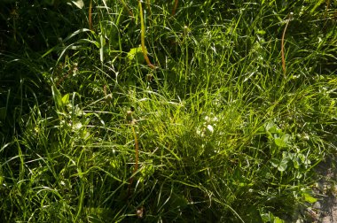 Güneş ışığıyla yıkanmış yeşil çimenler, karahindiba yaprakları ve saplarıyla