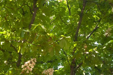 Kyiv 'in sembolü olan yeşil yapraklar ve beyaz çiçeklerle açan kestane ağacı dalları.